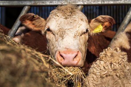 Cattle eating hay Pexels