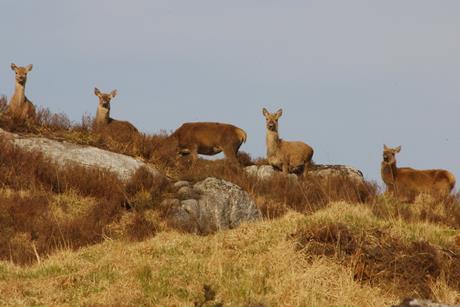 Deer on Hill - Forestry and Land Scotland Game