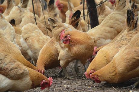 Chickens pecking the ground