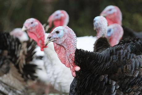 Turkey farm pixabay cropped