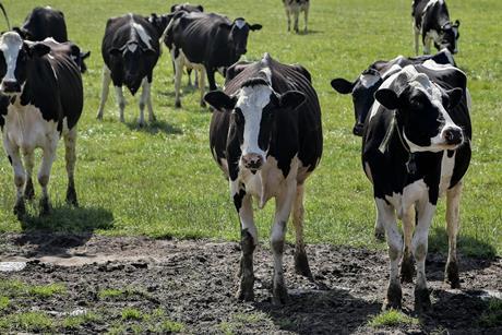 Dairy cows Pexels