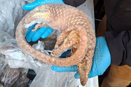 Pangolin seized by FSA's NFCU