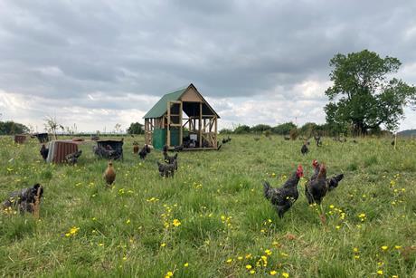 Organic dual purpose Gris Cendre chickens at Planton Farm. Innovative Farmers