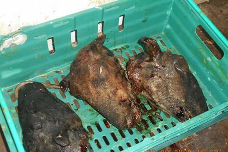 Unfit meat found by Southwark Council