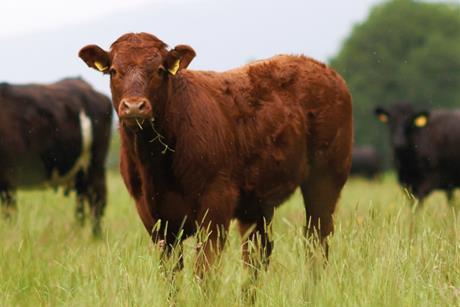 Cows in a field