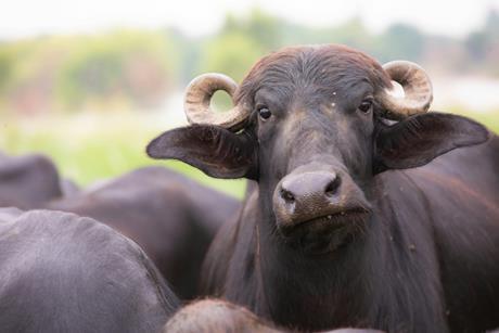 Water buffalo