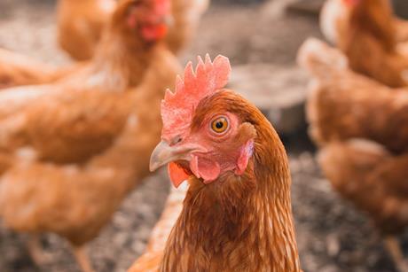 Chicken looking at camera