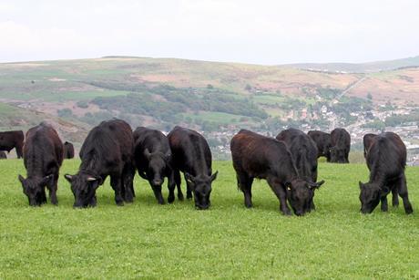 Welsh Black cattle