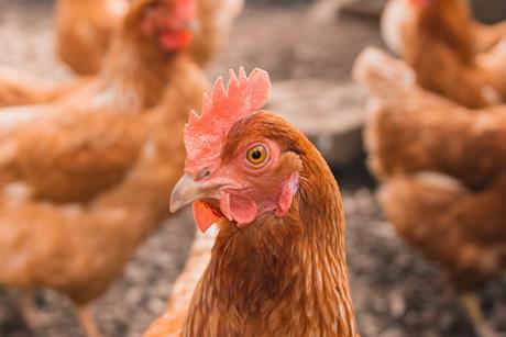 Chicken looking at camera