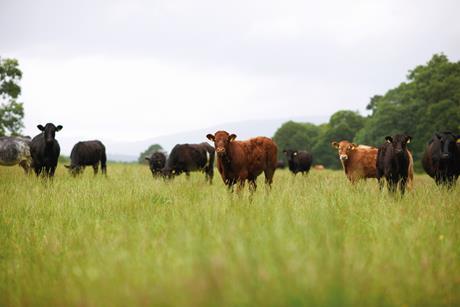 Cows in a field