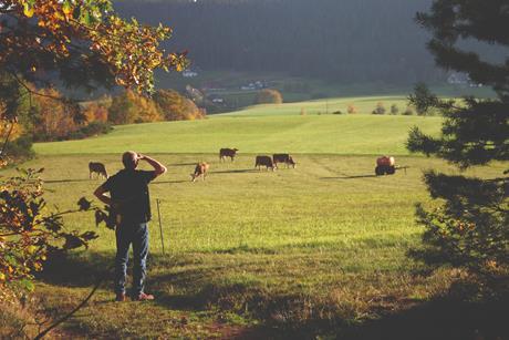 iStock Farmer looking at Cattle