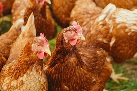 Chickens
