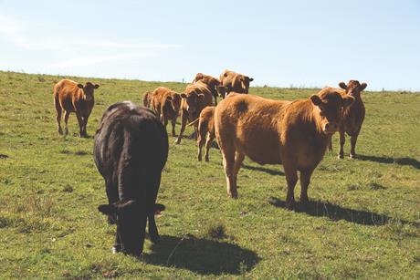 Cattle in Field