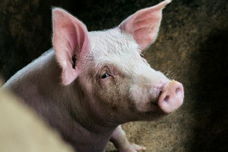 Pig