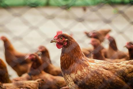 Chicken behind fence