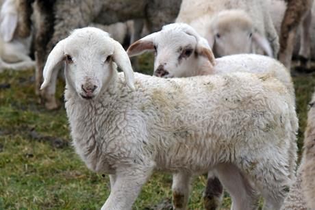 Lamb