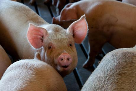 Pigs