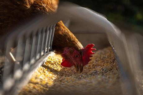 Chicken eating feed