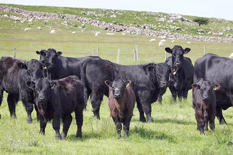 Hill cattle and calves
