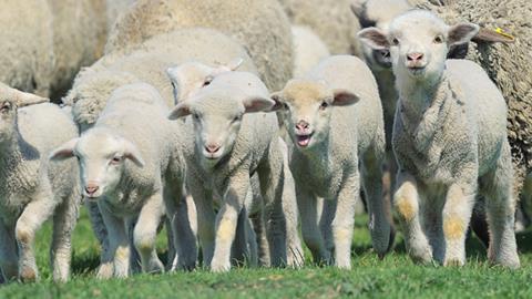 Herd of sheep and lambs on field