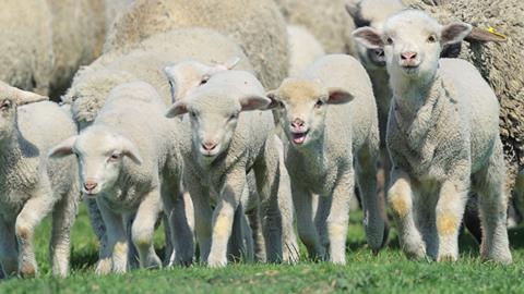 Herd of sheep and lambs on field