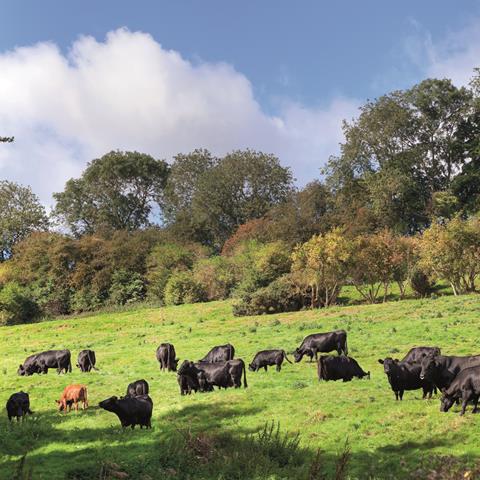 Cattle grazing in a sunny field