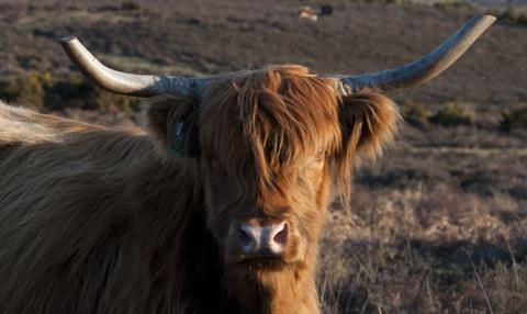 Scotland Highland Cow MM