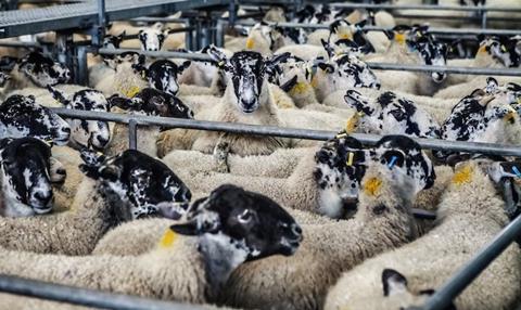 Sheep huddled together in a pen.
