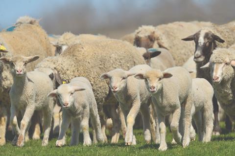 ing sheep in field