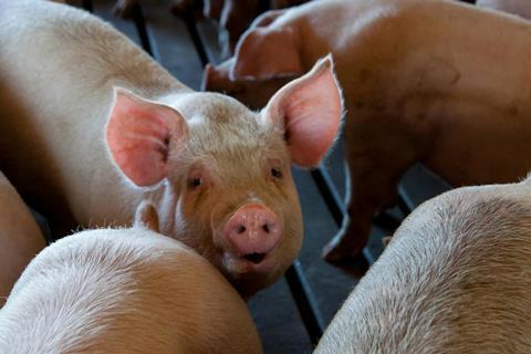 Pigs