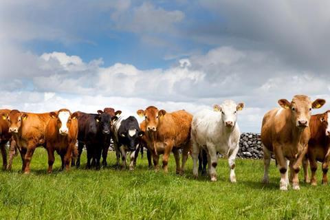 Irish Beef Mixed Herd m 