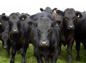Scottish cattle