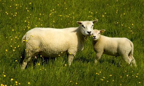 Sheep in a field.