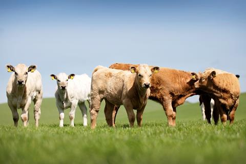 Scottish cattle - QMS 2026
