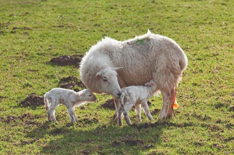 Welsh lambs with sheep