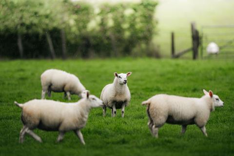 QMS sheep image cropped credit QMS