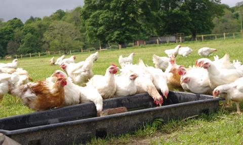 Rhug Organic Chickens in Trough