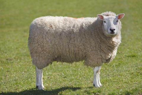 Single sheep in field