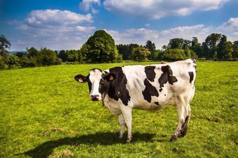 cow 2132526 1920 e1578570072101