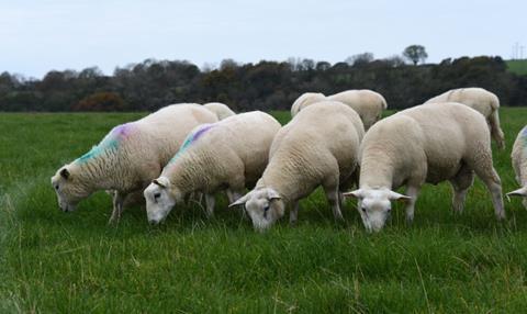 Lambs reared on grass contain higher levels of protein based amino acids