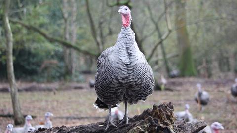 narrangansett turkey