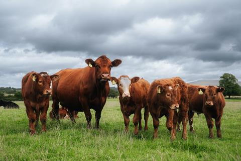QMS Cattle Supplies Update April 2026