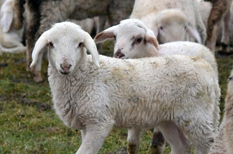 Lamb