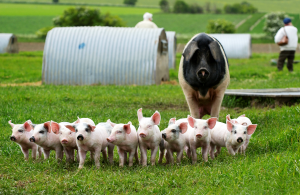 Helen Browning's organic pig farm 