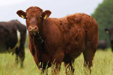 Cows in a field