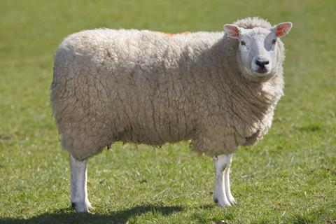 Single sheep in field