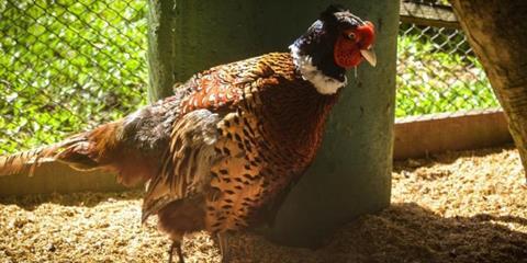 pheasant-1042385_1920-M