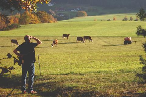 iStock Farmer looking at Cattle