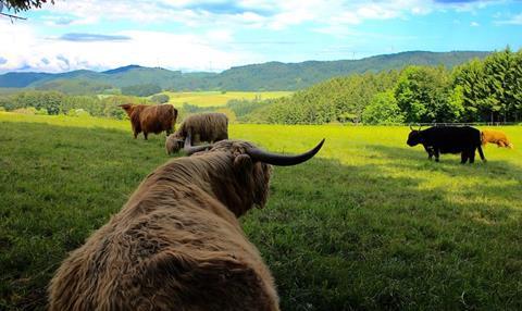 Cattle grazing in a field.