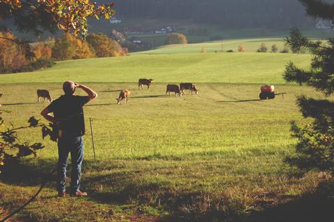 iStock Farmer looking at Cattle